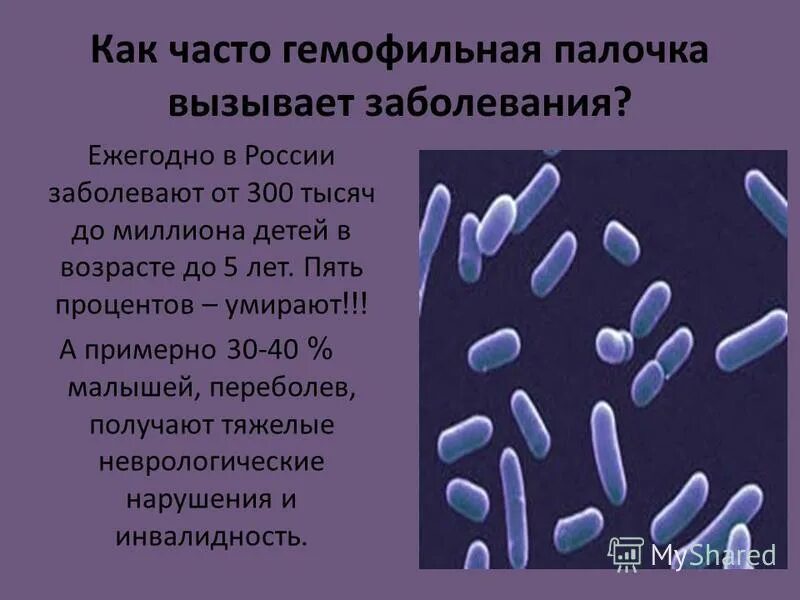 Палочка вызывающая болезнь. Гемофильная палочка афанасьева пфейффера. бактерии haemophilus influenzae. haemophilus influenzae эндотоксины. палочка инфлюэнцы микробиология.