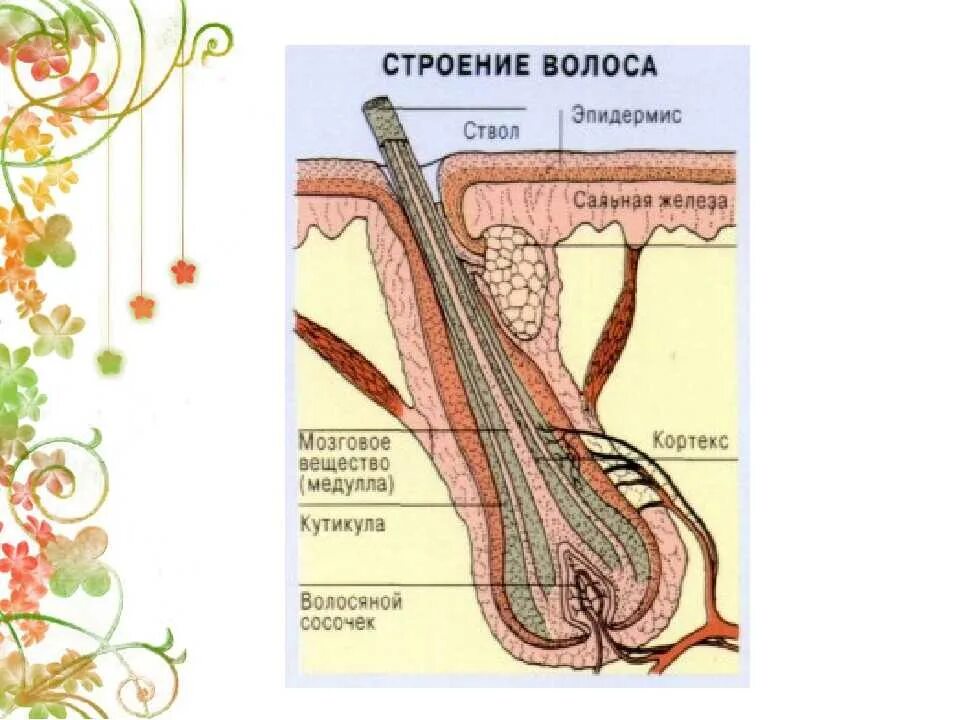 Строение волосяного фолликула. Строение кожи волосяной фолликул. Строение волосяного фолликула схема. Строение волоса стволовые клетки. Однороден ли волосяной покров на теле млекопитающего