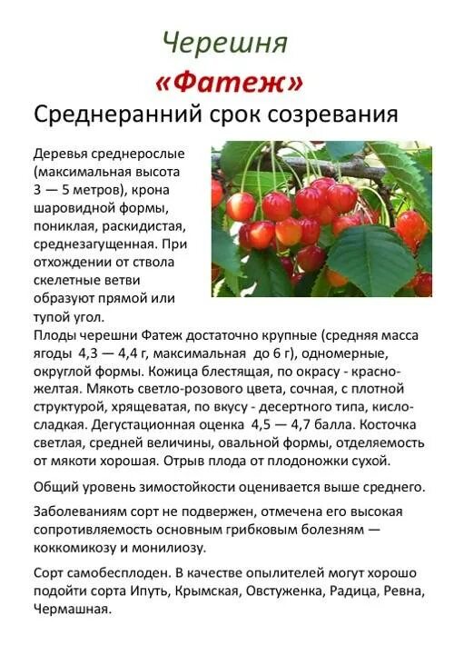 Черешня сорт Фатеж. Черешня Овстуженка описание сорта. Черешня Фатеж описание сорта. Черешня Фатеж опылители. Черешня ревна описание сорта опылители морозостойкость