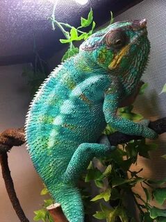 Gigant хамелеон