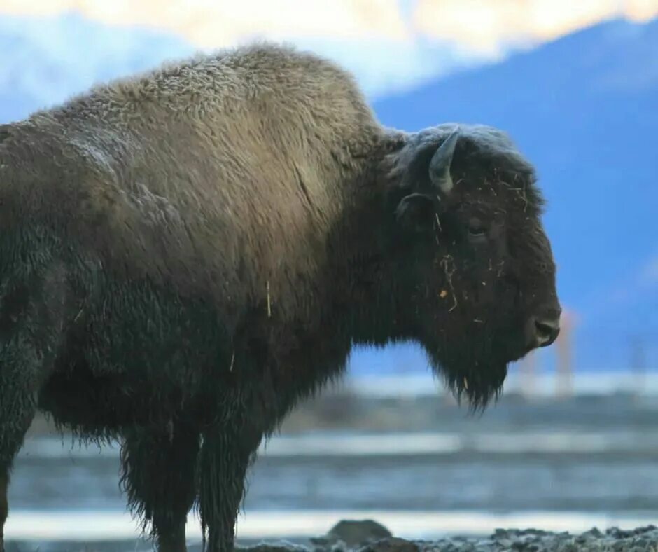 Bison historic range. Us wildlife