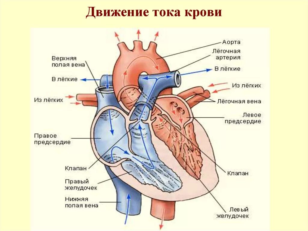 Правое предсердие аорта левый желудочек легкие левое. Нижняя полая Вена сердца. Строение сосудов сердца человека схема. Строение сердца схема 8 класс. Нижняя полая Вена правое предсердие анатомия.