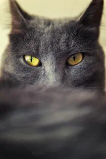 Кот с желтыми глазами фото