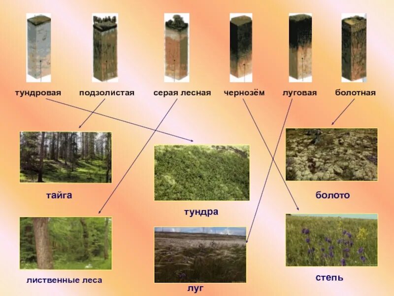 Почвы (черноземы, подзолистые, тундровые глеевые). Подзолистые почвы Лесной зоны. Тундра глеевые почвы дерново подзолистые черноземы. Чернозем подзолистая серая Лесная. Какая почва в природной зоне тайга