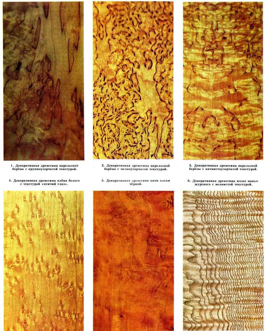 Породы деревьев названия. Карельская береза текстура древесины. Фактура разных пород дерева. Фактура древесины разных пород. Текстура древесины разных пород.