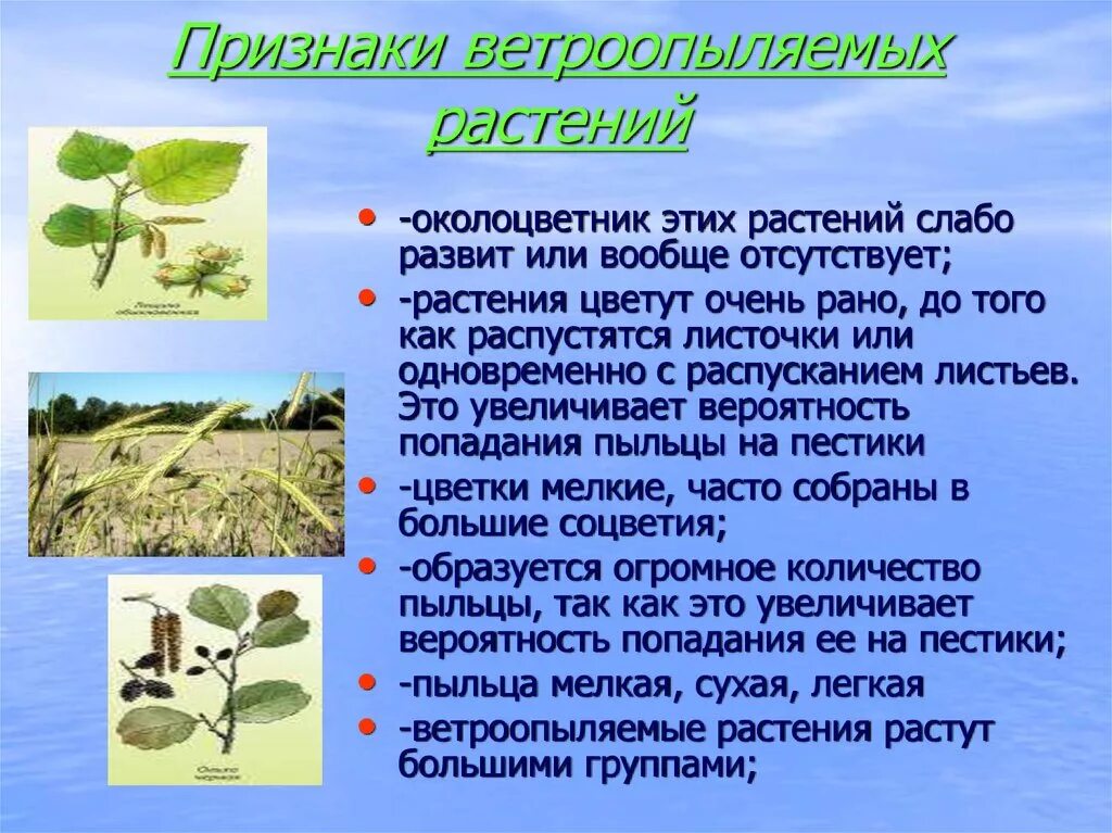 Ветроопыляемые растения. Признаки ветроопыляемых растений. Анемофильных растений. Признаки цветков ветроопыляемых растений.