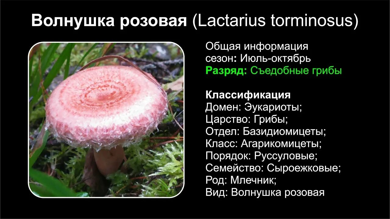 Волнушка съедобный или нет. Гриб волнушка розовая. Lactarius torminosus – волнушка. Волнушка розовая ( Lactarius torminosus. Волнушка розовая грибы Евразии.