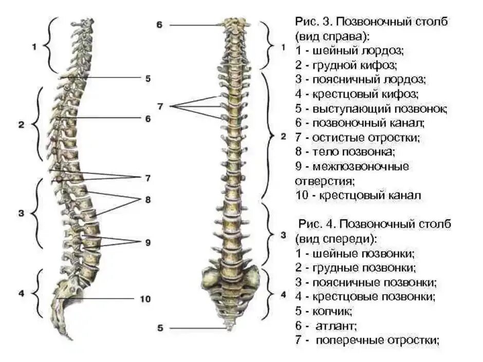 Строение позвоночника человека сбоку. Позвоночный столб отделы строение позвонка. Позвоночник строение вид спереди. Сколько позвонков содержит позвоночник