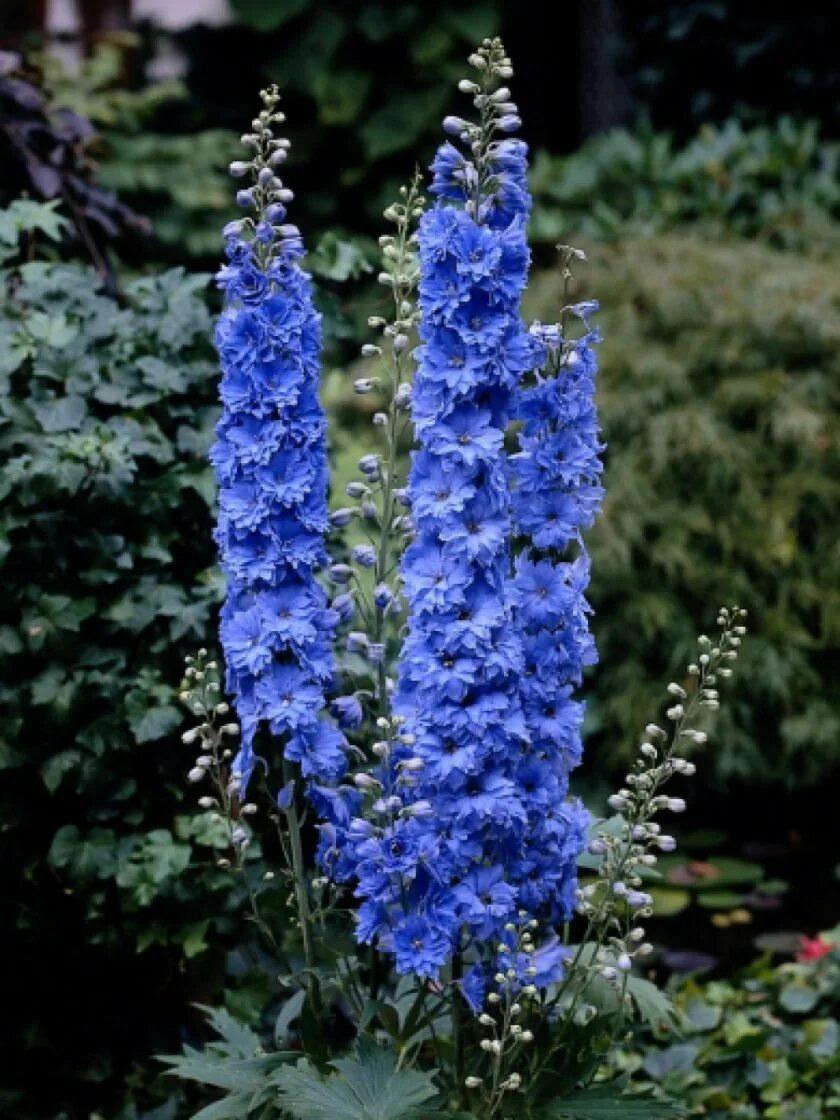 Дельфиниум (живокость, шпорник) (delphinium). Дельфиниум гибридный. Дельфиниум живокость. Синий длинный цветок. Дельфиниум живокость шпорник белый.