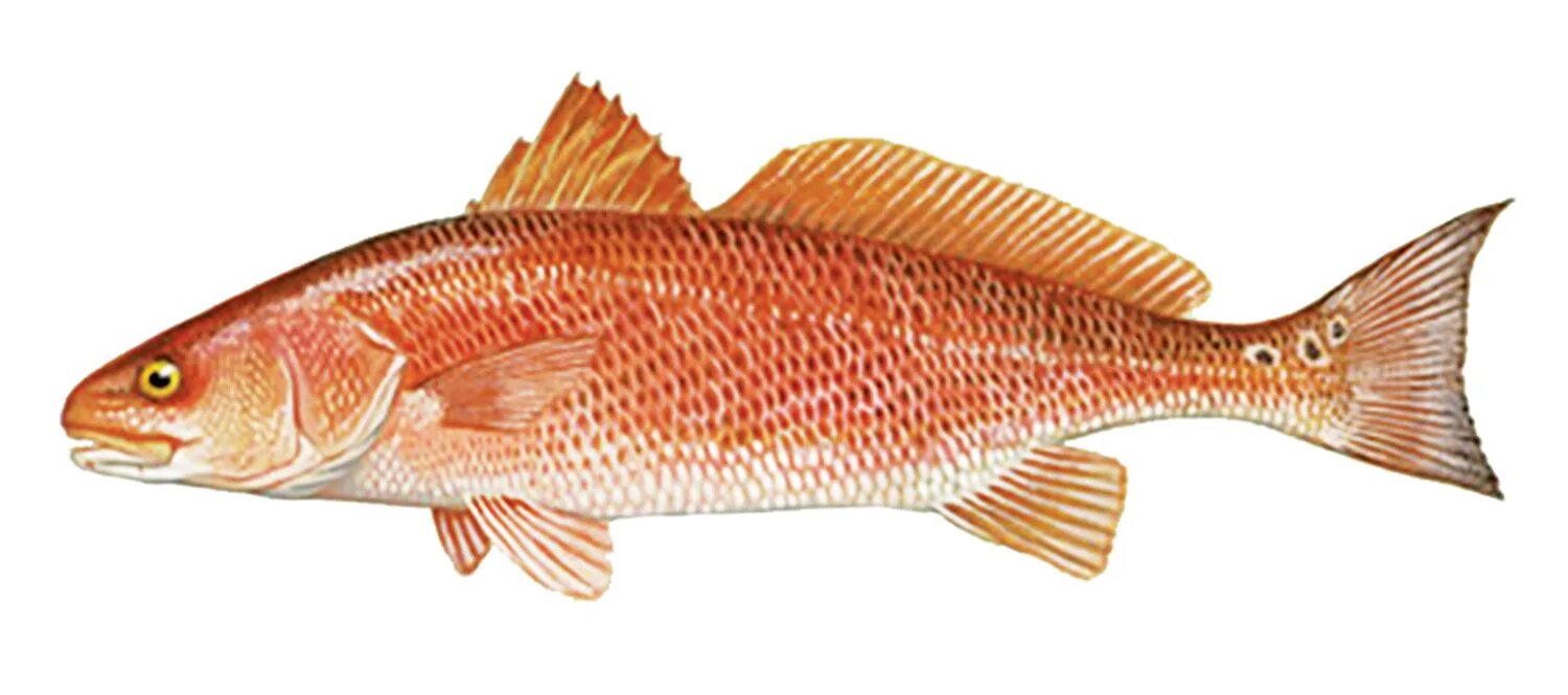 У какой рыбы хвост. Scardinius erythrophthalmus рыба. Leuciscus cephalus рыба. Рыбий плавник. Рыба без плавников.