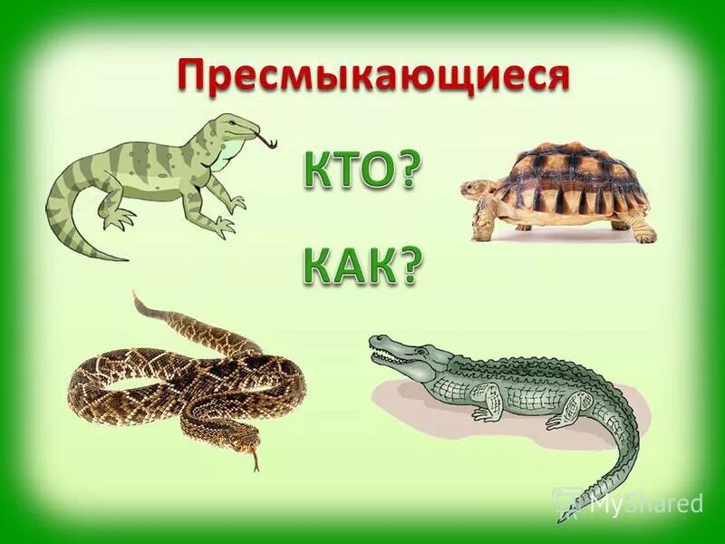 Пресмыкающиеся задания 2 класс. Пресмыкающиеся для дошкольников. Пресмыкающиеся окружающий мир. Земноводные и пресмыкающиеся задания для дошкольников. Пресмыкающиеся рептилии для дошкольников.