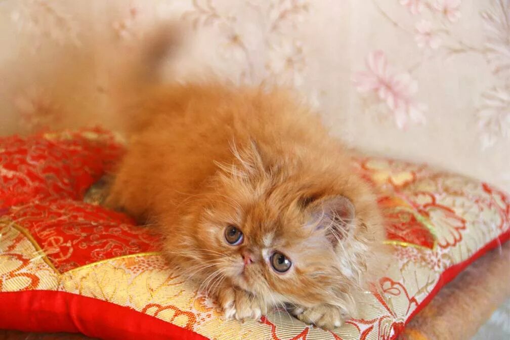 музей советского быта коммуналка. вятский кот. набережная вятки аллея влюбленных вятские поляны. купить котенка вятские поляны. порода киров.