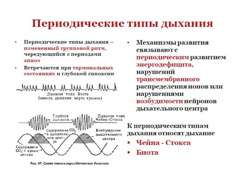 Периодический вид