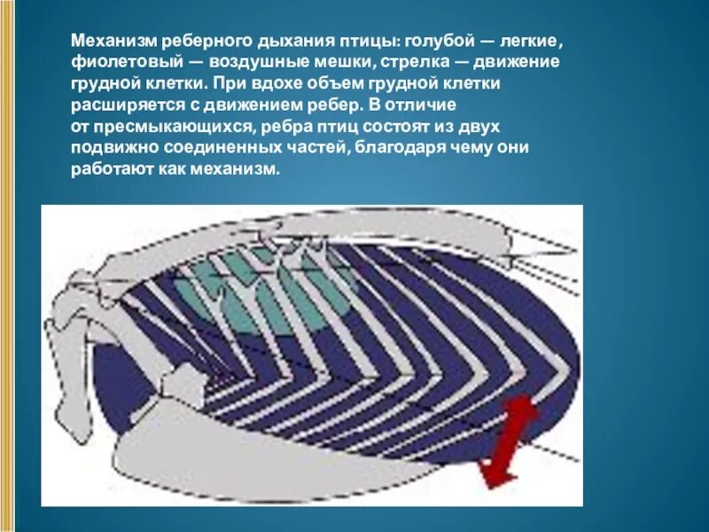 Реберная братск. Механизм дыхания птиц. Движение грудной клетки. Механизм дыхательных движений у птиц. Механизм дыхания пресмыкающихся.