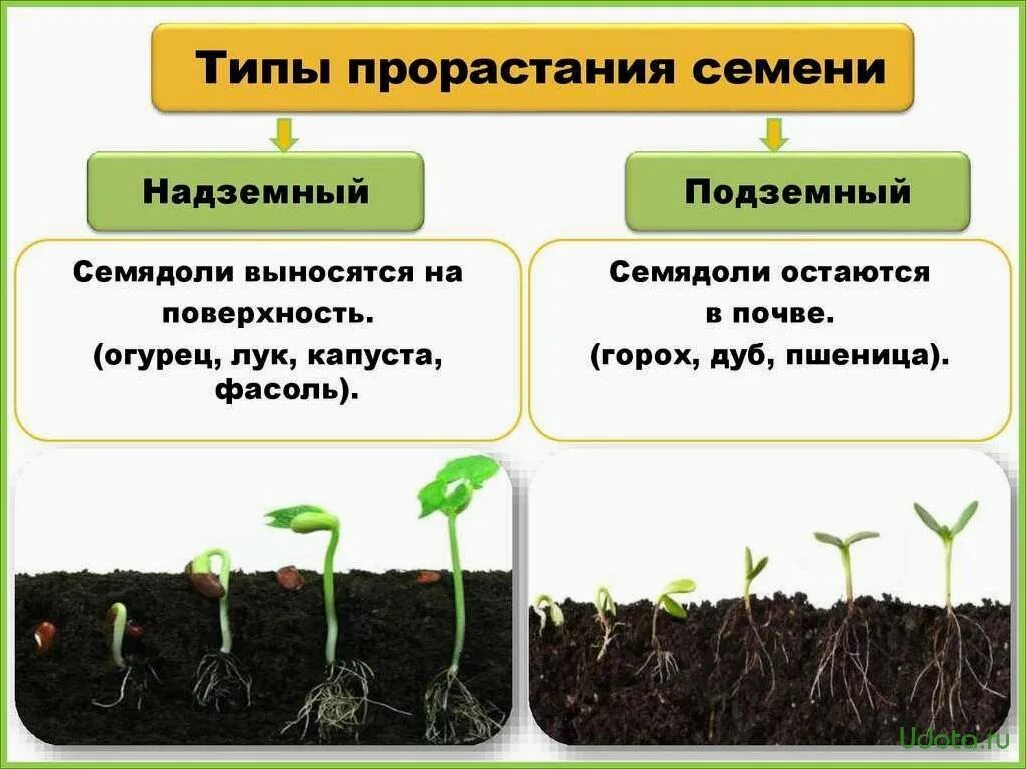 Прорастание семян покрытосеменных. Прорастание семян проросток. Этапы прорастания. Типы прорастания семян.