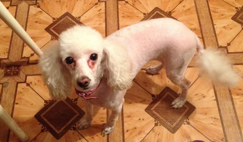 лысый пудель. лысый пудель. пудель эстетика. лысый пудель. пудель карликовый побритый.