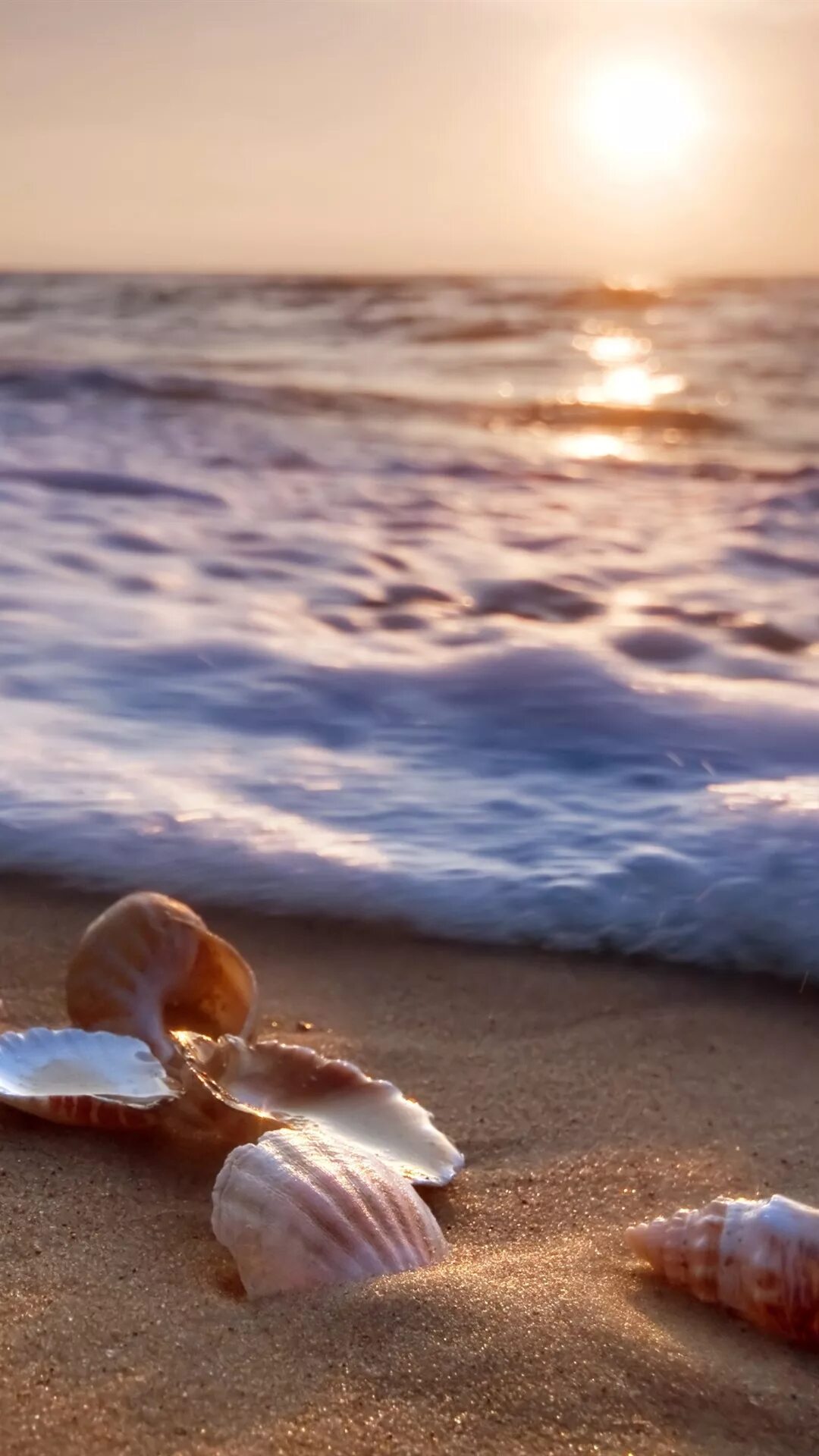 Вацап морской. Море ракушки. Красивое море. Ракушки на берегу моря. Красивая Ракушка на песке.