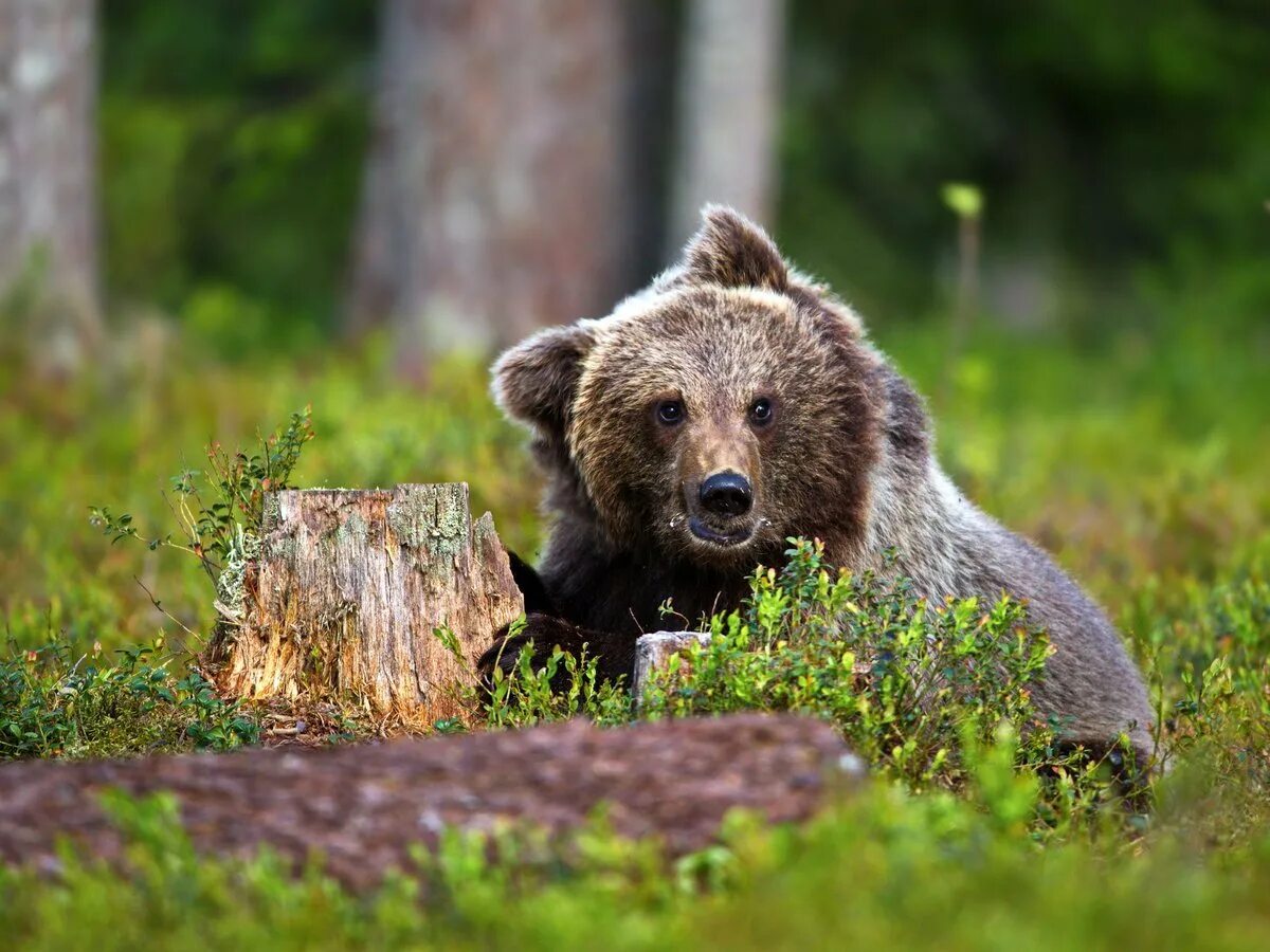 Жизнь медведей в лесу. Бурый медведь в Карелии. Бурый медведь Буреинский заповедник. Карельский бурый медведь. Бурый медведь Лапландский заповедник.