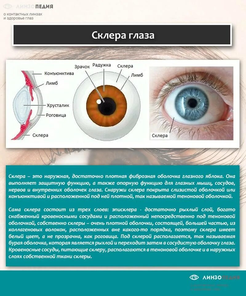 Функции радужной оболочки глаза. Склера и роговица анатомия глаза. Конъюнктива склера роговица радужка. Оболочки глаза строение склеры. Склера глазного яблока функции.