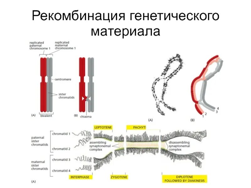 Генетическая рекомбинация в мейозе. Рекомбинация генетического материала. Рекомбинация наследственного материала. Механизмы рекомбинации генетического материала. Перекомбинация генов в мейозе