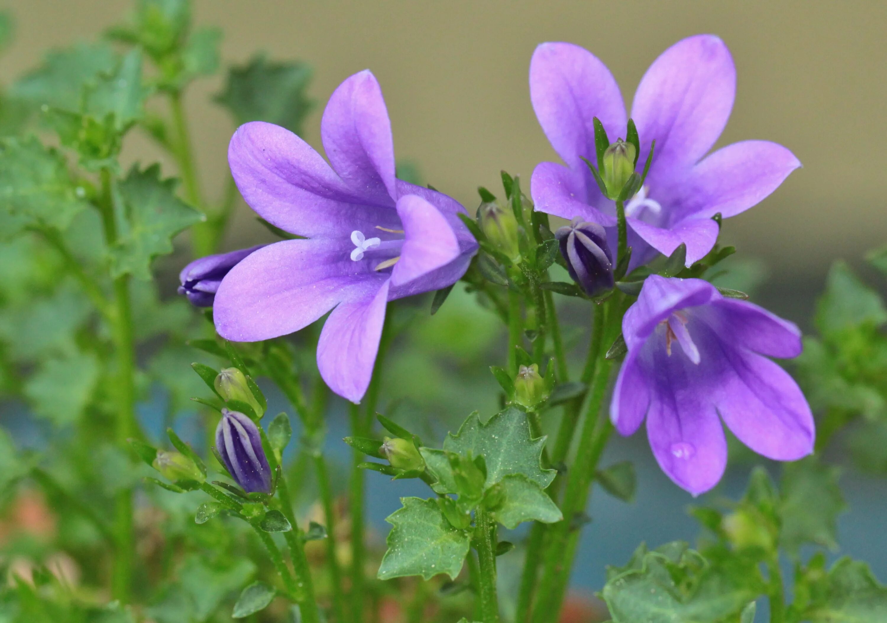 Колокольчики цветение. Колокольчик Campanula Collina. Кампанула цветок. Колокольчик Кампанула Lilac. Колокольчик камнеломка.