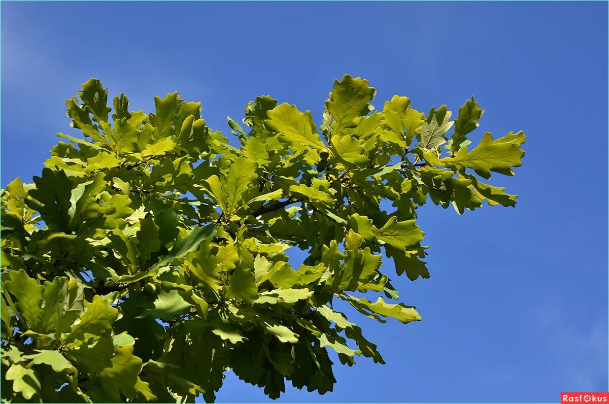 дубовые ветки в сербии. бадняк в сербии. Quercus robur желудь. баднидан бадняк. Badnji dan.
