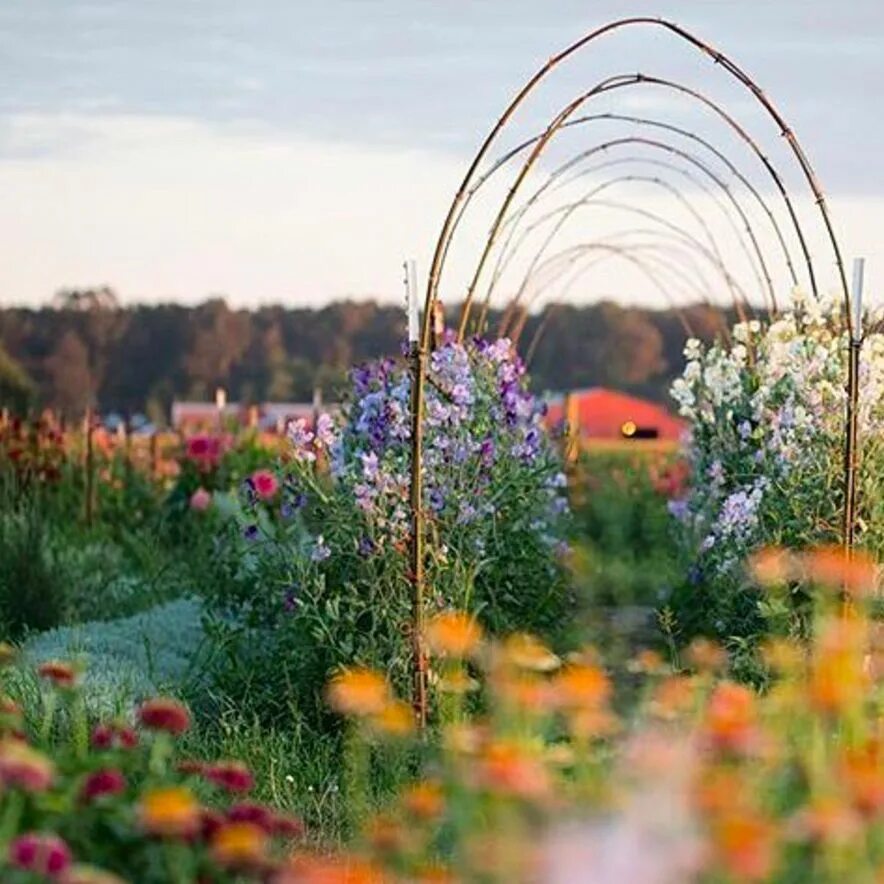 We like flowers. Sunflower Farm way.