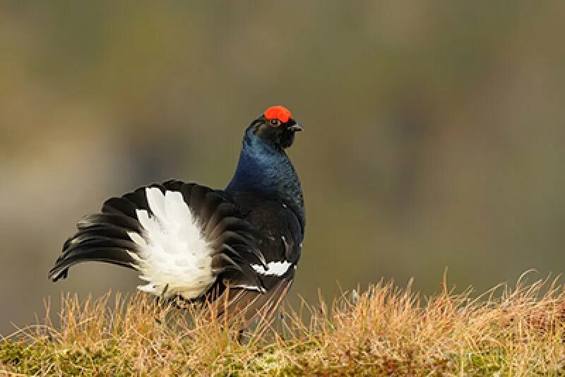 тетерев lyrurus tetrix. самец тетерева 5 букв. тетерев в полете. самец тетерева 5 букв. тетерев-косач.