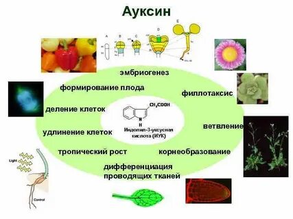 Вещества для роста растений