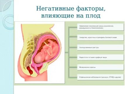 Влияние факторов среды на развитие зародыша