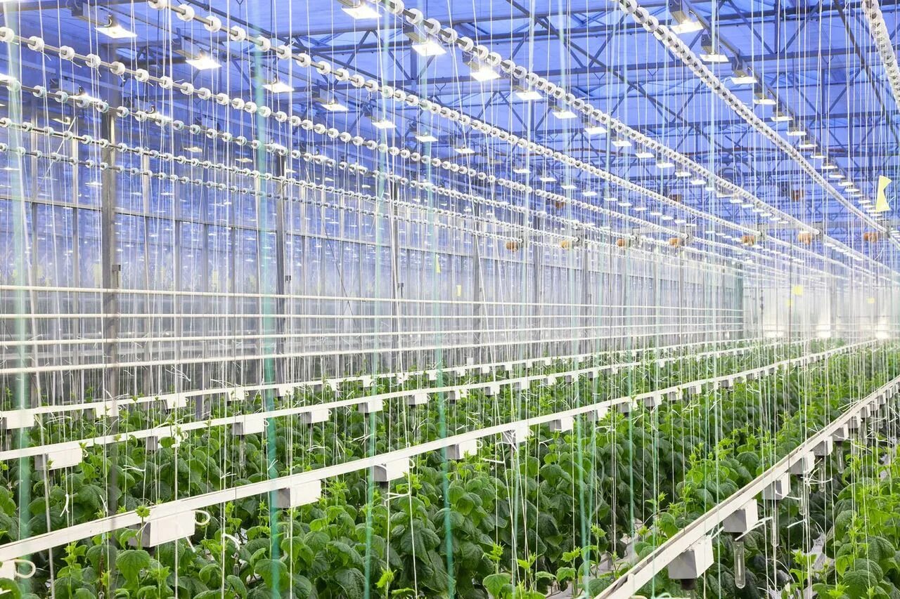 тепличный комплекс эко. экокультура усмань. тепличный комплекс эко. тепличный комплекс солнечный дар солнечнодольск. тепличный комплекс.