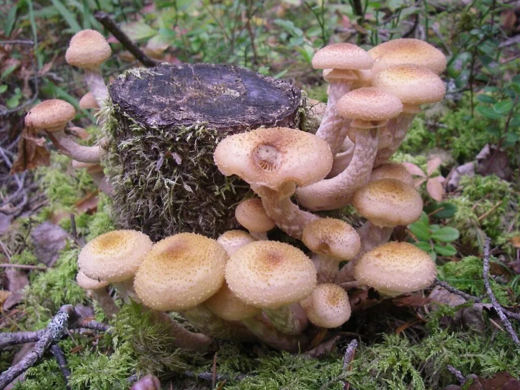 Опята, рыжики , маслята , белый. Как выглядит опенок масленок. Опята и маслята различия. Гриб боровой масленок. Маслята грибы маленькие.