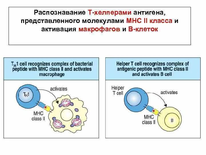 Функции т хелперов иммунология. Т хелперы MHC. Т хелперы 1 и 2 типа иммунология. Т-хелперы активируют макрофагов. Активация макрофагов