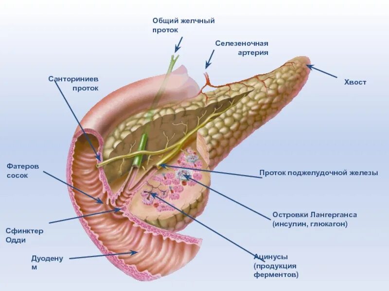 Вирсунгов проток это. Санториниев проток поджелудочной железы. Проток поджелудочной железы сфинктер. Вирсунгов и санториниев проток. Фатеров сосочек поджелудочной железы анатомия.