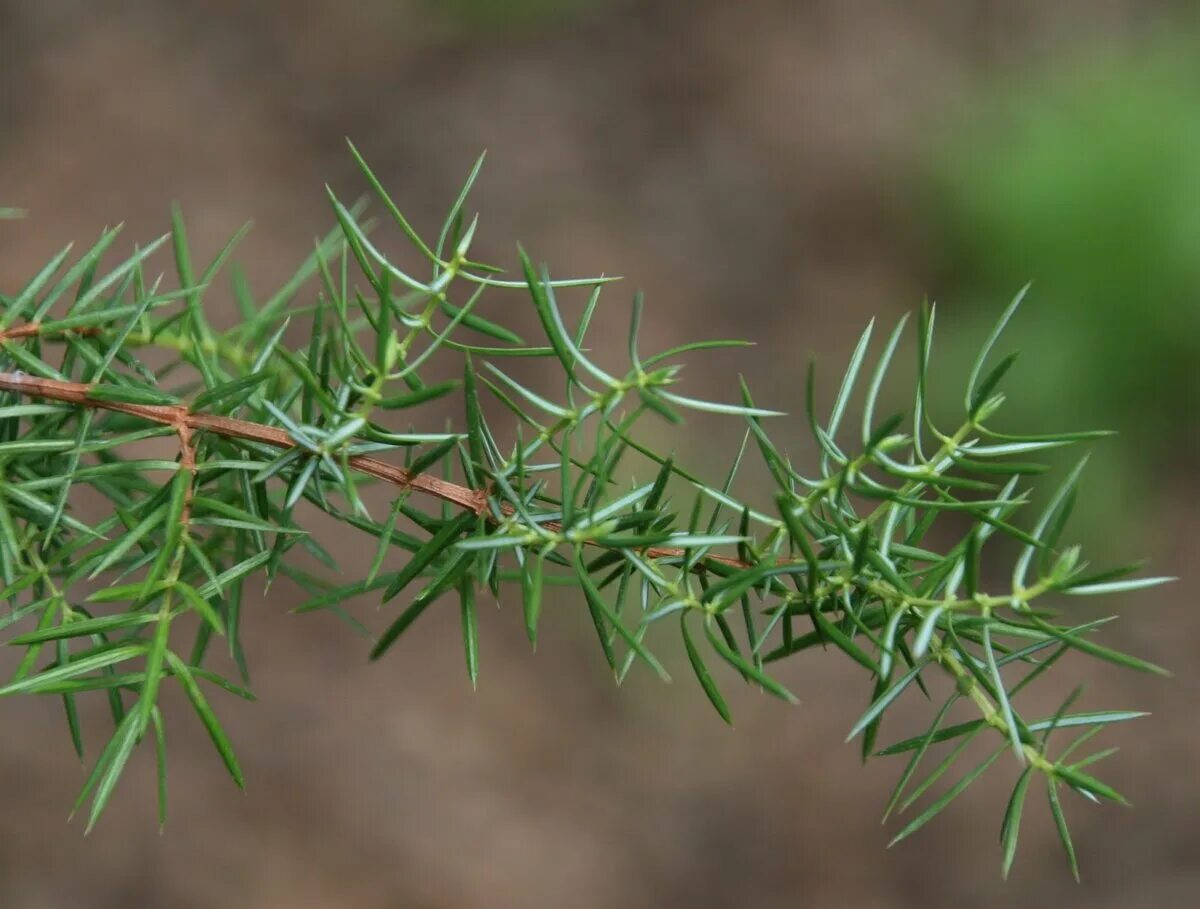 Верес Juniperus communis. Можжевельник обыкновенный листья. Можжевельник обыкновенный Верес. Можжевельник обыкновенный побег.