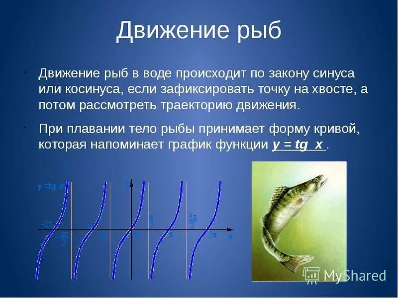 Движение рыб. Движение рыб в воде. Способы движения рыб. Движение рыб по закону синуса.