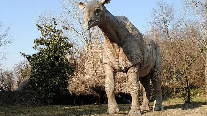 Большой слон. Лесной слон и саванный слон. Largest mammals. Фото слонов. Индийский слон.