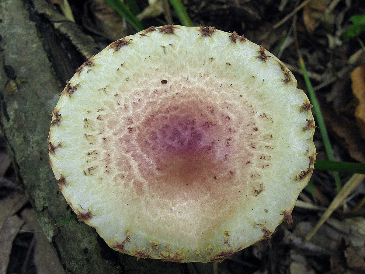 Ядовитые пластинчатые грибы. Чешуйчатка Тополёвая Hemipholiota populnea. Pholiota polychroa. Чешуйчатка многоцветная (Pholiota polychroa). Hemipholiota populnea.