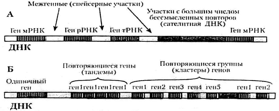 Участки структурного гена. Ген структура Гена. Строение генов эукариот. Классификация генов: гены структурные, регуляторы. Межгенные участки ДНК называются.