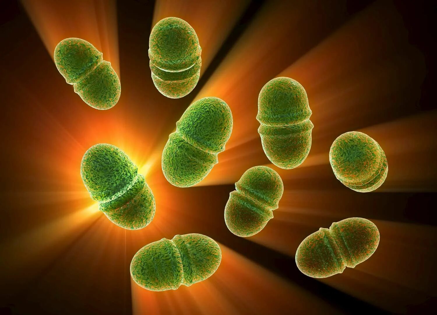 Enterococcus l3. Энтерококк фэциум. энтероки бактерии. стрептококк faecalis. энтерококк фекальный (enterococcus faecalis).