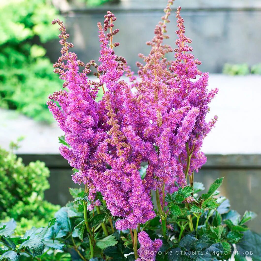 астильба китайская black pearls. блэк энд блю. астильба блэк энд блю. блэк энд блю. астильба блэк энд блю.