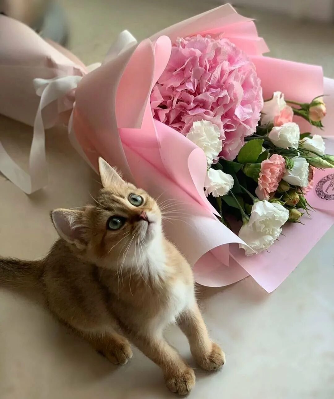 Котенок с букетом цветов. Котенок с цветочком. Рыжий кот с цветами. Рыжий котенок и цветы. Котик с цветами с днем рождения.