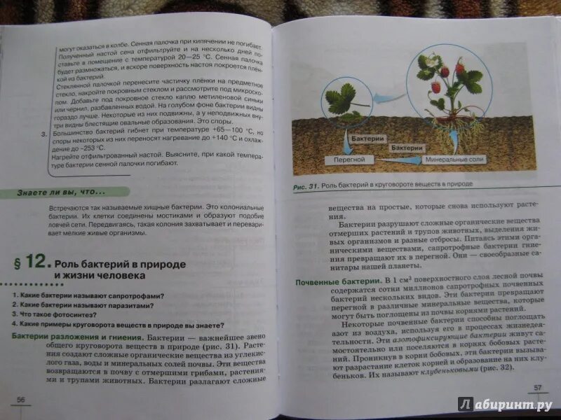 Биология 5 класс учебник пасечник бактерии грибы растения. Пасечник 5 класс введение в биологию дрофа. Биология 9 класс пасечник 2023. Биология 5 класс учебник пасечник содержание учебника. Введение в биологию 5 класс пасечник.