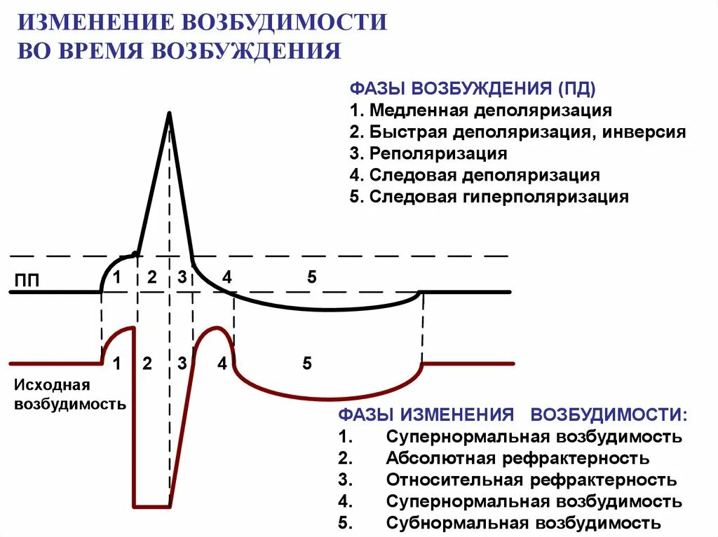 Возбудимость в фазу следовой деполяризации. Фазы потенциала действия следовая деполяризация. Фазы потенциала действия фаза изменения возбудимости. Фазы потенциала действия следовая гиперполяризация.