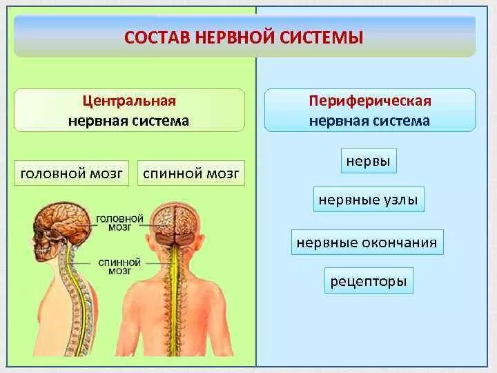 Строение нервной системы нервная система ЦНС периферическая. Строение ЦНС И ПНС. Центральная нервная система человека состоит из. Строение и функции центральной и периферической нервной системы.