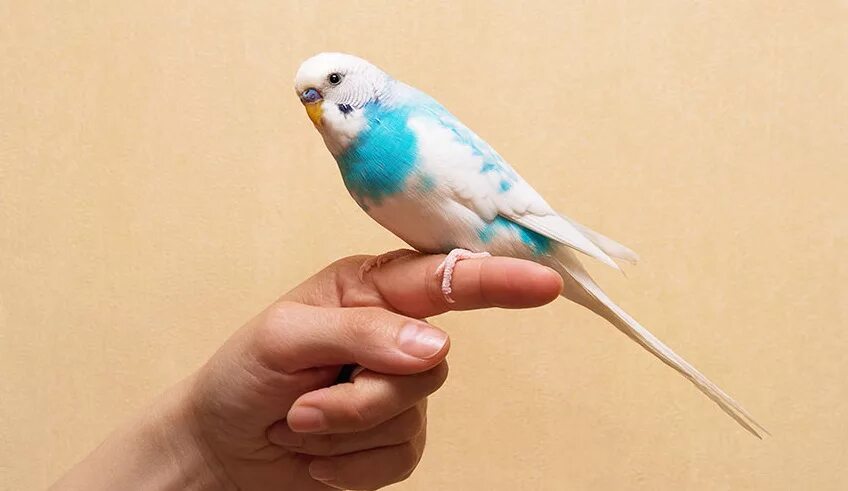 Что нужно сделать чтобы попугай. Попугаи волнистые попугайчики. Волнистый попугайчик. Волнистый попугай кормление и уход в домашних условиях. Волнистый попугай домашний.