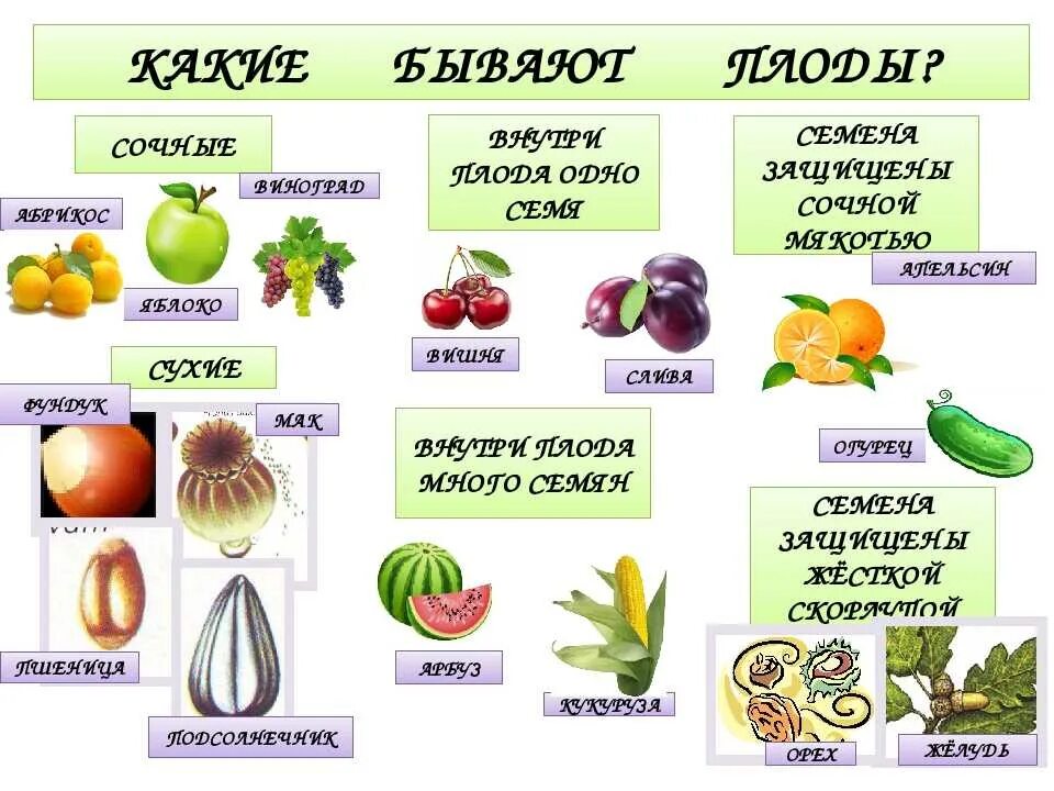 Ягоды семена овощей. Плоды, классификация плодов 6 кл биология. Плоды растений. Названия плодов растений. Какие бывают плоды у растений.