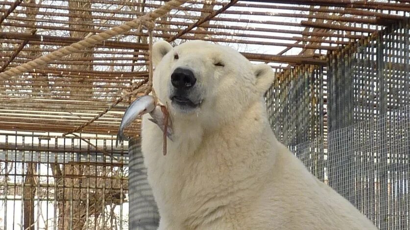 Медведь кинг. Медвежьи фамилии. Медведь гризли. Бурый и очковый медведь различия. Дальневосточный бурый медведь.