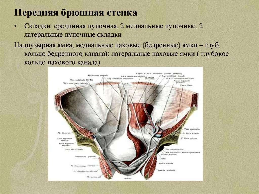 Стенка анатомия. Строение передней брюшной стенки анатомия. Складки брюшины топографическая анатомия. Пупочные складки брюшины. Паховые ямки топографическая анатомия.