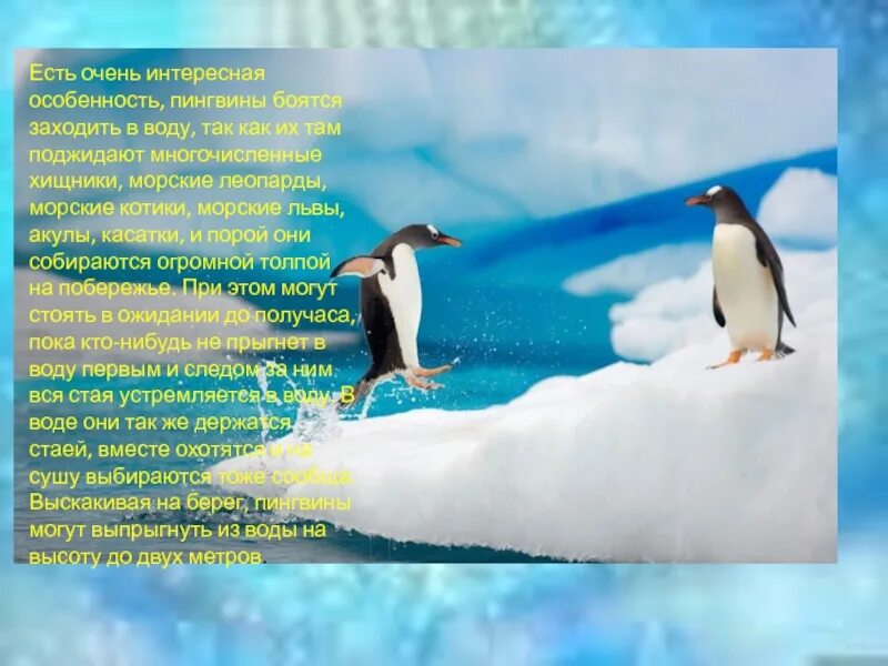 Рассказ про пингвина 1 класс. Пингвины презентация. Интересное о пингвинах для детей. Факты о пингвинах. Легенда о пингвинах.